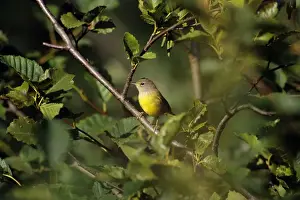 MacGillivray's Warbler - Female Washington, Pacific Northwest. Summer. B6314