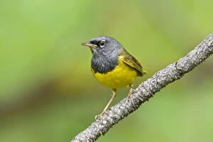 Images Dated 4th July 2008: MacGillivray's Warbler, Oporornis tolmiei. Adult male. Washington in July