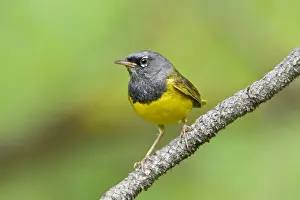 MacGillivray's Warbler, Oporornis tolmiei. Adult male. Washington in July