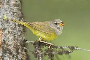 Images Dated 5th July 2008: MacGillivray's Warbler, Oporornis tolmiei. Adult female. Washington in July
