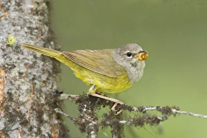 Images Dated 5th July 2008: MacGillivray's Warbler, Oporornis tolmiei. Adult female. Washington in July