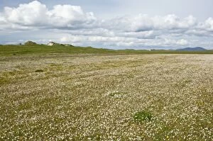 Images Dated 7th June 2009: Machair