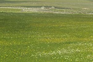 Images Dated 25th June 2012: Machair - flower meadow with abandoned Croft