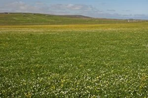 Images Dated 25th June 2012: Machair - flower meadows in June