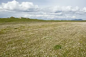 Machair - North Uist - Outer Hebrides - Scotland
