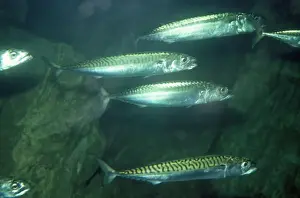 Mackerels Prints: Mackerel - Atlantic Ocean - North Sea - Mediterranean Sea