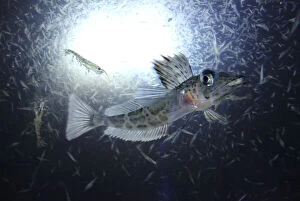 Abyssal Gallery: Mackerel icefish, Champsocephalus gunnari, swimming under ice