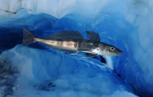 Bellow Water Collection: Mackerel icefish, Champsocephalus gunnari, swimming under ice. Unlike other vertebrates