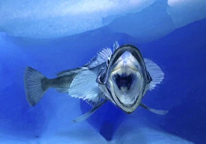 Images Dated 27th November 2019: Mackerel icefish, Champsocephalus gunnari, with mouth open. Unlike other vertebrates
