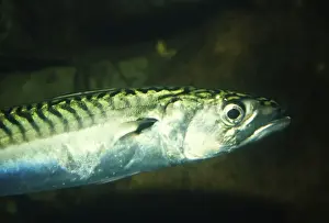 Mackerels Prints: Mackerel PM 6905 Scomber - UK Marine © P. Morris / ARDEA LONDON