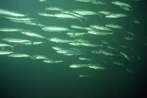 Mackerels Prints: Mackerel - shoal - UK