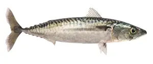 Mackerels Prints: Mackerel - studio shot