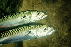 Mackerels Prints: Mackerel UK marine
