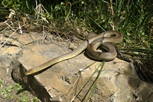 Images Dated 24th October 2003: Macklot's Python Delphinarium Port Elisabeth. South Africa
