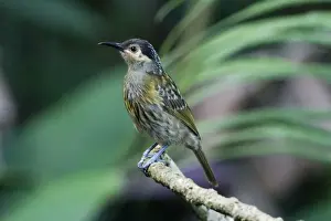 Macleay's Honeyeater Inhabits forests, woodlands, mangroves and well wooded gardens in a restricted area of eastern Queensland from about Cooktown to 20deg south. In forest at Kuranda, Atherton Tableland, Queensland, Australia