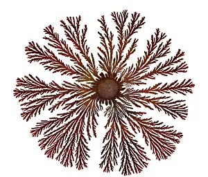 Macro Photograph: Patterns of Paenibacillus bacteria on petri dish - T type (tip-splitting morphotype); magnification x5. 6 (A4 size: 29. 7 cm width)