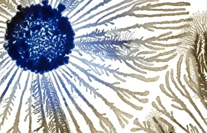 Macro Photograph: Patterns of Paenibacillus bacteria on petri dish - T type (tip-splitting morphotype); magnification x25 (A4 size: 29. 7 cm width)
