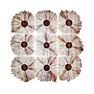 Macro Photograph: Patterns of Paenibacillus bacteria on petri dish - T type (tip-splitting morphotype); magnification x5 (A4 size: 29. 7 cm width)