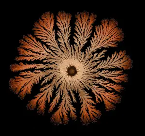 Macro Photograph: Patterns of Paenibacillus bacteria on petri dish - T type (tip-splitting morphotype); magnification x5. 6 (A4 size: 29. 7 cm width)