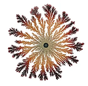 Macro Photograph: Patterns of Paenibacillus bacteria on petri dish - T type (tip-splitting morphotype); magnification x5. 6 (A4 size: 29. 7 cm width)