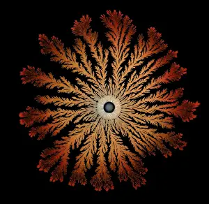Macro Photograph: Patterns of Paenibacillus bacteria on petri dish - T type (tip-splitting morphotype); magnification x5. 6 (A4 size: 29. 7 cm width)
