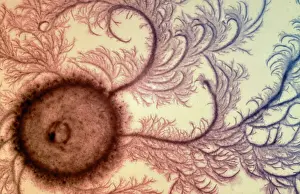 Patterns Prints: Macro Photograph: Patterns of Paenibacillus bacteria on petri dish - C type (chiral)