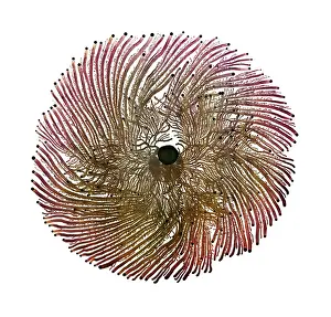 Macro Photograph: Patterns of Paenibacillus bacteria on petri dish - V type (vortex morphotype), The colony structures form as adaptive responses to laboratory-imposed stresses that mimic its environments
