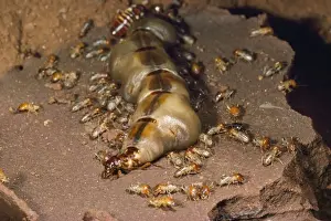 Queens Prints: Macro Termite Queen East Africa