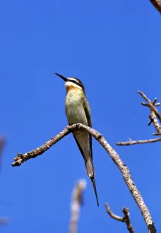 Bee Eater Prints: Madagascan Bee-eater