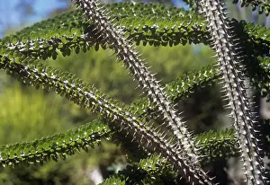 Branches Prints: Madagascan Ocotillo - Detail of branches