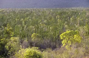 Ocotillo Prints: Madagascan Ocotillo - forest - habitat - Madagascar