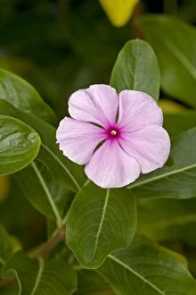 Images Dated 19th July 2007: Madagascan Periwinkle (Catharanthus roseus) - Native of Europe - Used for hundreds of years as an
