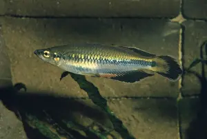 Madagascan Rainbow Fish