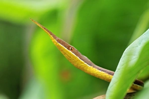 Images Dated 13th January 2008: Madagascan Twig-nosed Snake / Spear-nosed Snake - male