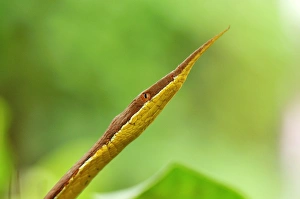 Images Dated 13th January 2008: Madagascan Twig-nosed Snake / Spear-nosed Snake - male