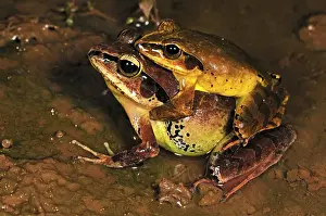 Madagascar Prints: Madagascan Wood Frog - Amplexus - Montagne d'Ambre National Park - Antsiranana - Northern Madagascar