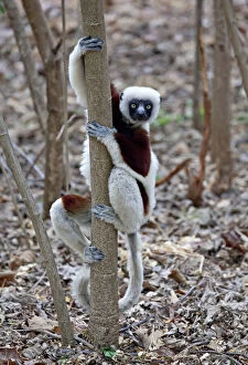 Sifaka Gallery: Madagascar, Ankarafantsika Reserve; Ampijoroa;