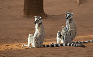 Madagascar, Berenty Lemur Reserve. Ring-tailed