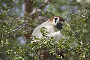 Madagascar. Berenty Lemur Reserve. Verreaux s