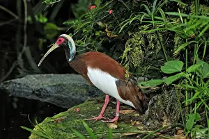 Madagascar Crested Ibis - Masoala National Park - Madagascar