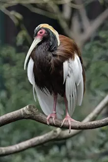 Ibis Prints: Madagascar Crested Ibis - perched on branch, Lower Saxony, Germany