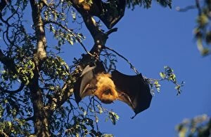 Madagascar Flying-Fox / Fruit Bat