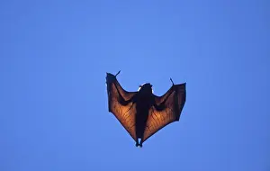 Madagascar Flying Fox Madagascar