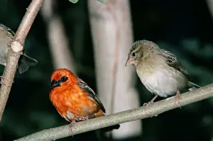 Sexual Dimorphism Prints: Madagascar Fody - male & female sexual dimorphism