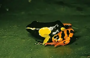 Amphbian Prints: Madagascar Frog WAT 2597 Mantella madagascariensis © M. Watson / ardea. com