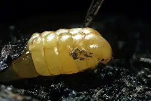 Madagascar Hissing Cockroach