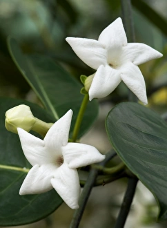 Images Dated 25th August 2008: Madagascar jasmine - shot under glass in a Norfolk garden. July. UK