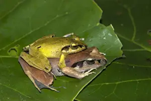 Sexual Dimorphism Prints: Madagascar Jumping Frog - pair mating. Endemic. Madagascar