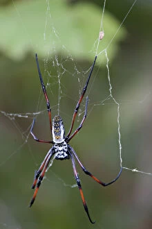 Madagascar. Madagascar Golden Web Spider