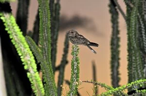 Images Dated 30th January 2008: Madagascar Nightjar in spiny forest